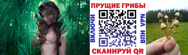 Галлюциногенные грибы Psilocybe Курчалой